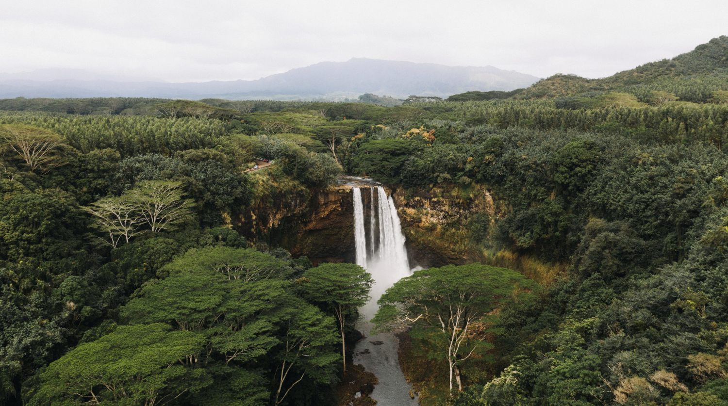Congo-Tropical-Forest-Reserve