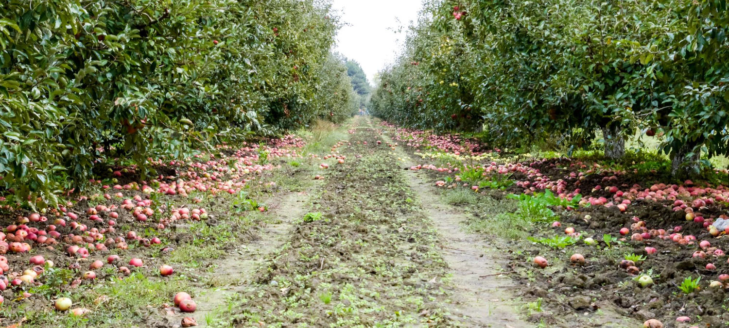 Apple-&-Pear-Farming Apple-&-Pear-Farming