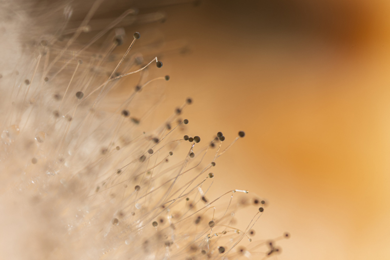 Fungal Networks