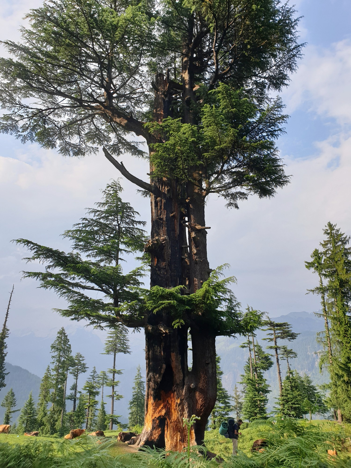Intelligent-Trees