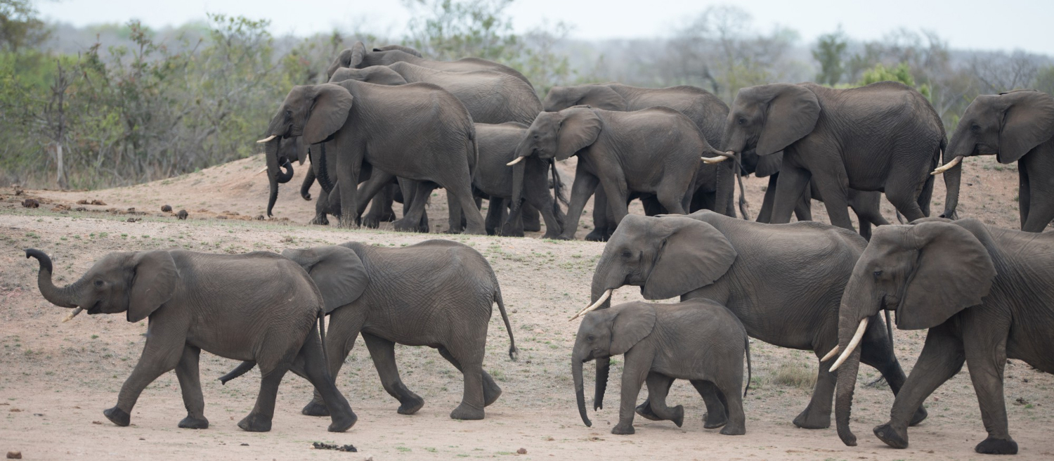 Elephant-Migration-Uganda