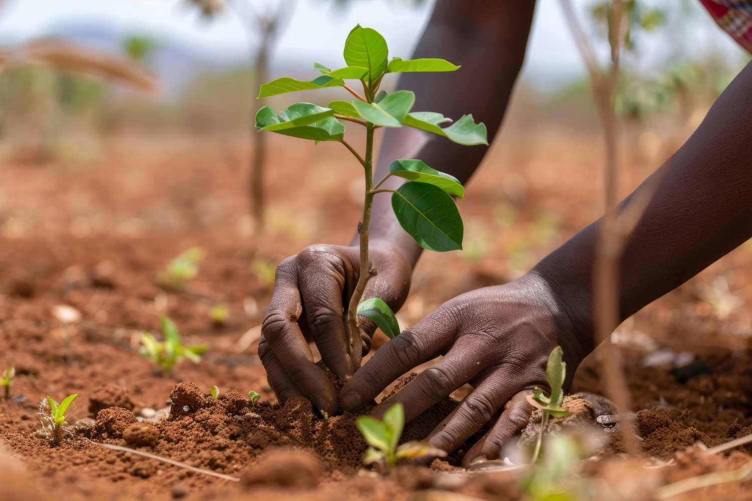Tree Planting